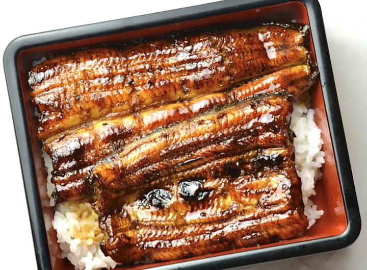 日本鳗鲡（河鳗）